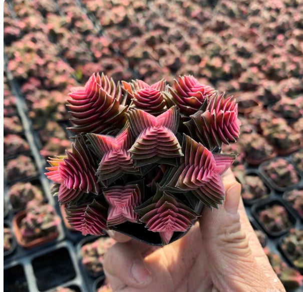 Cluster Cactus Succulent Plants