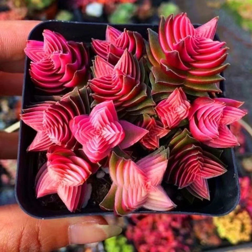 Cluster Succulent Plants in Pot