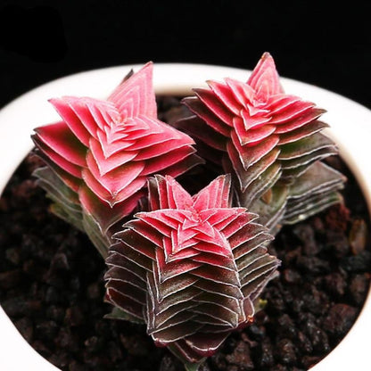 Cluster Succulent Plants in Pot