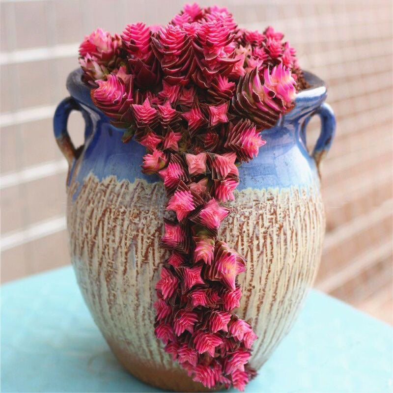 Cluster Succulent Plants in Pot