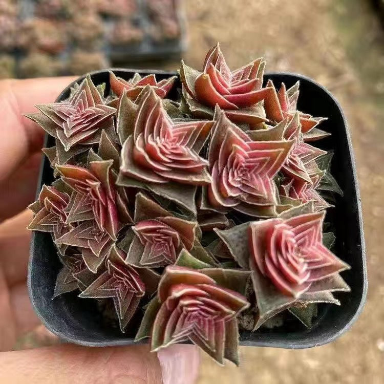 Cluster Succulent Plants in Pot