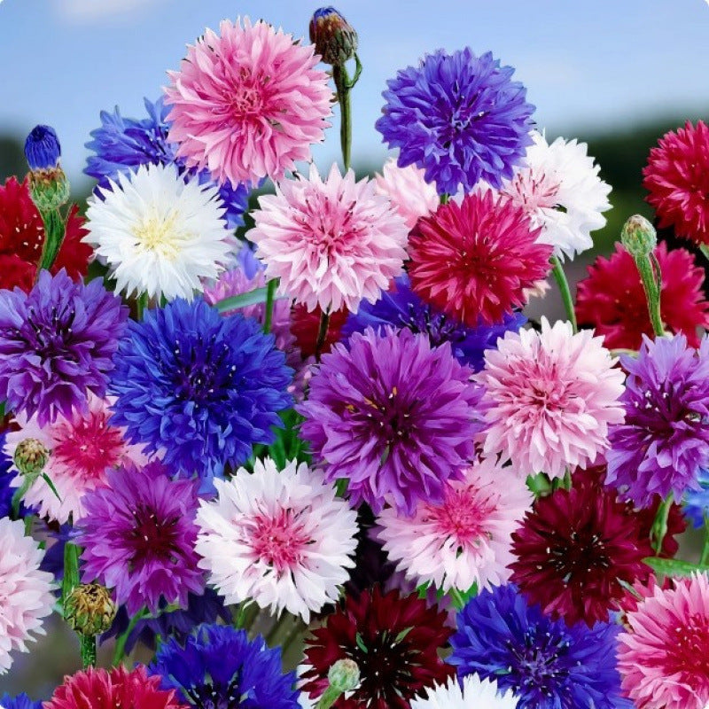 Cornflower Mixed Color Flower Seeds