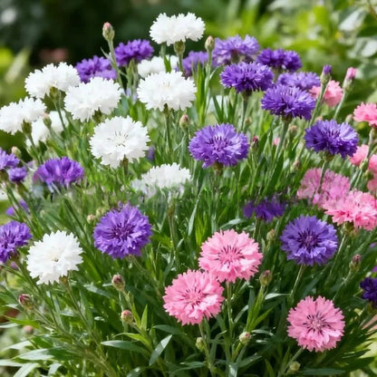 Cornflower Seeds for Gardening