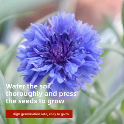 Cornflower Seeds for Gardening