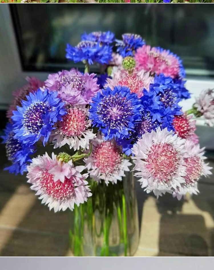 Cornflower Seeds for Gardening