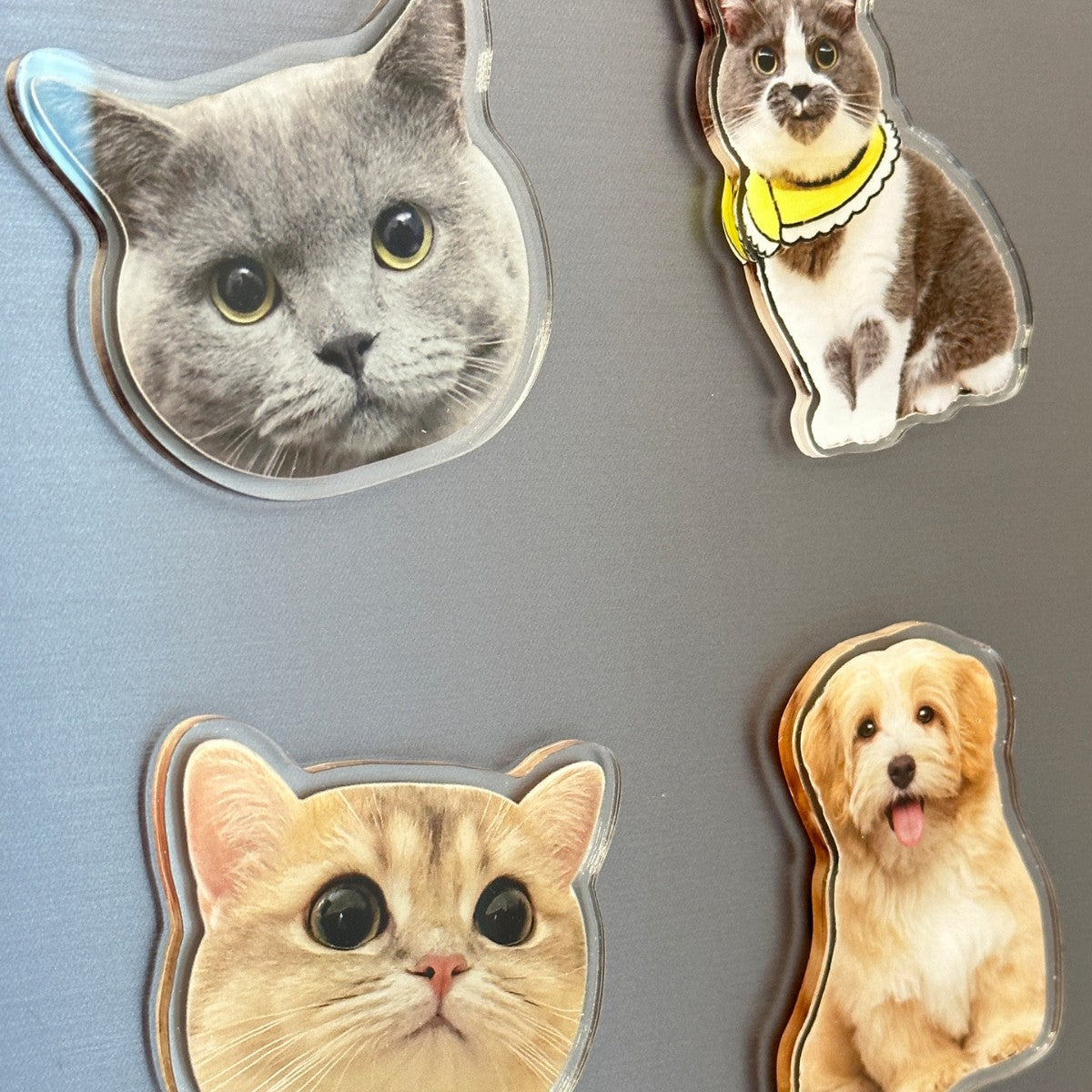 Custom Pet Photo Refrigerator Magnet