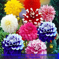 Double petal color mixing