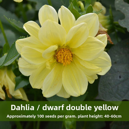 Dahlia Flower Seeds Mixed Colors