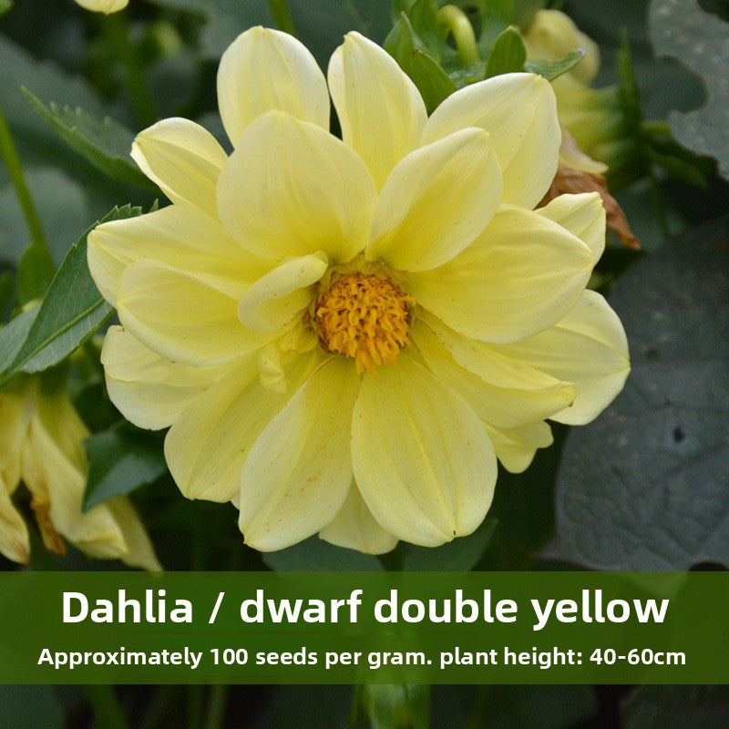 Dahlia Flower Seeds Mixed Colors