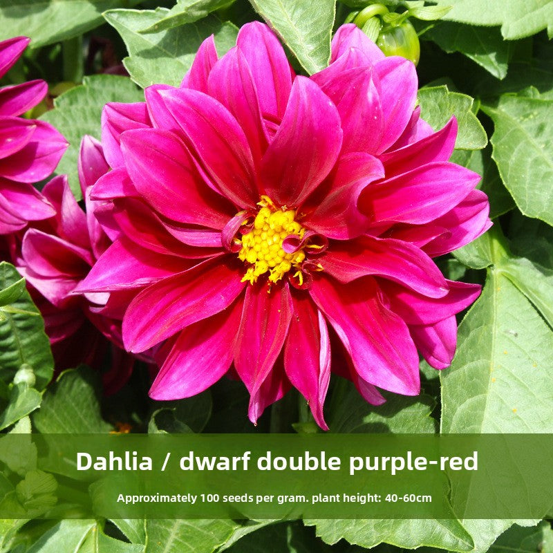 Dahlia Flower Seeds Mixed Colors