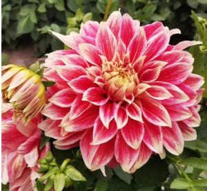 Dahlia Flower Seeds Mixed Colors
