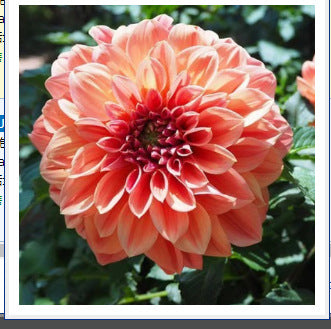 Dahlia Flower Seeds Mixed Colors