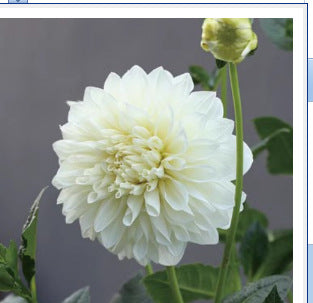 Dahlia Flower Seeds Mixed Colors