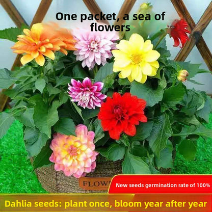 Dahlia Flower Seeds Mixed Colors