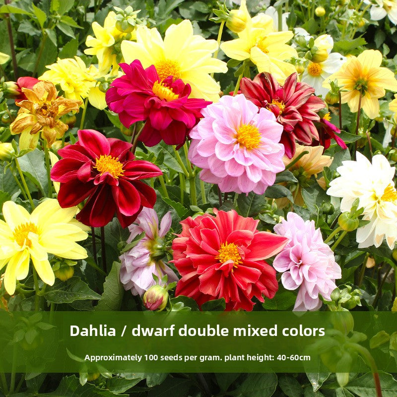 Dahlia Flower Seeds Mixed Colors