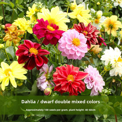 Dahlia Flower Seeds Mixed Colors