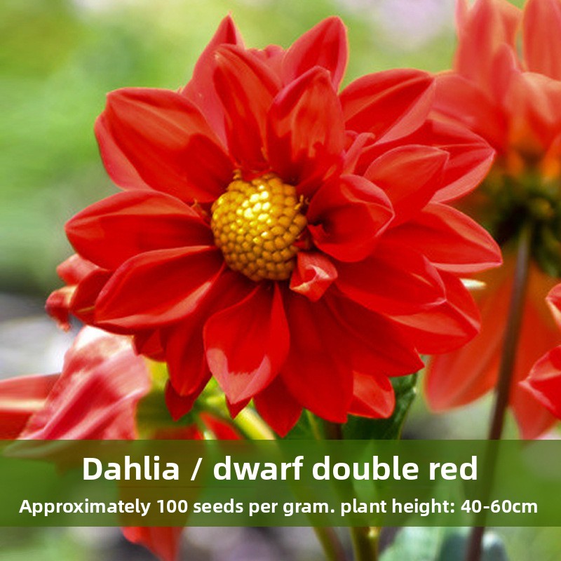 Dahlia Flower Seeds Mixed Colors