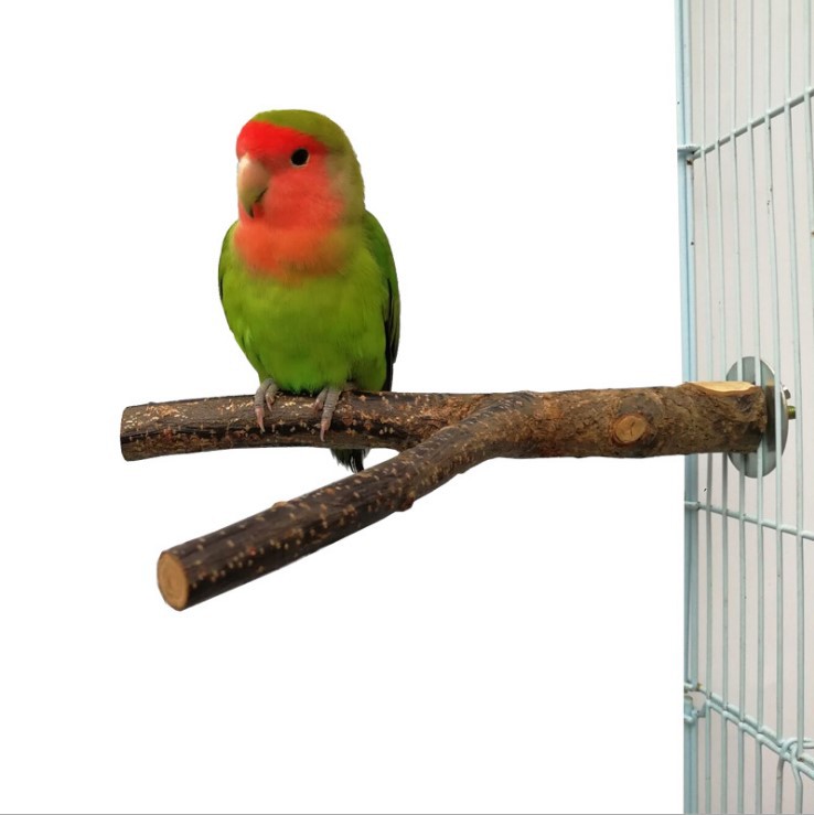 Buy Parrot Standing Frame Rattan Ring Chew Toy Cage Accessory