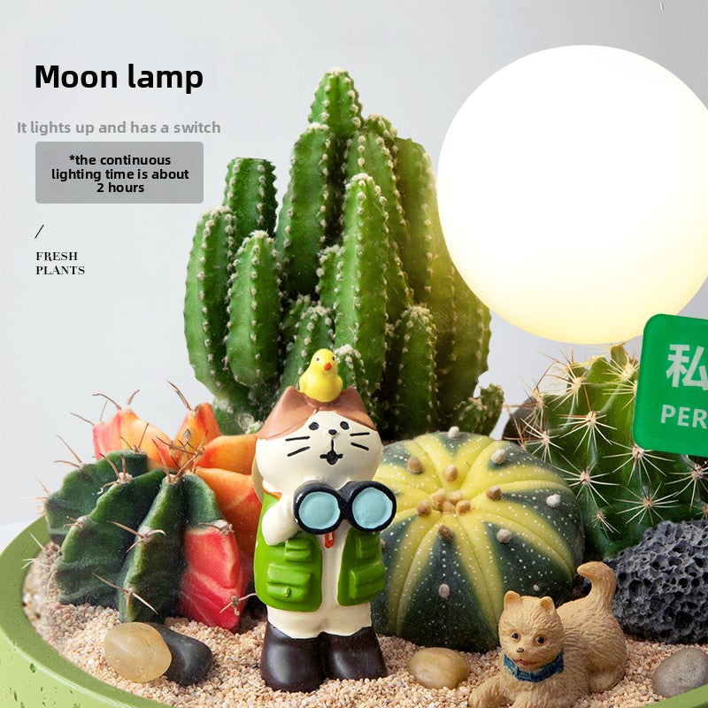 Decorative Cactus Succulent Planter