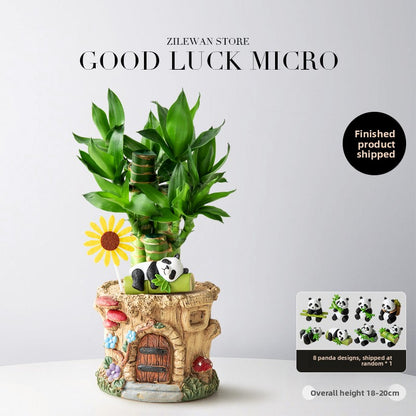 Decorative Potted Money Tree Plant