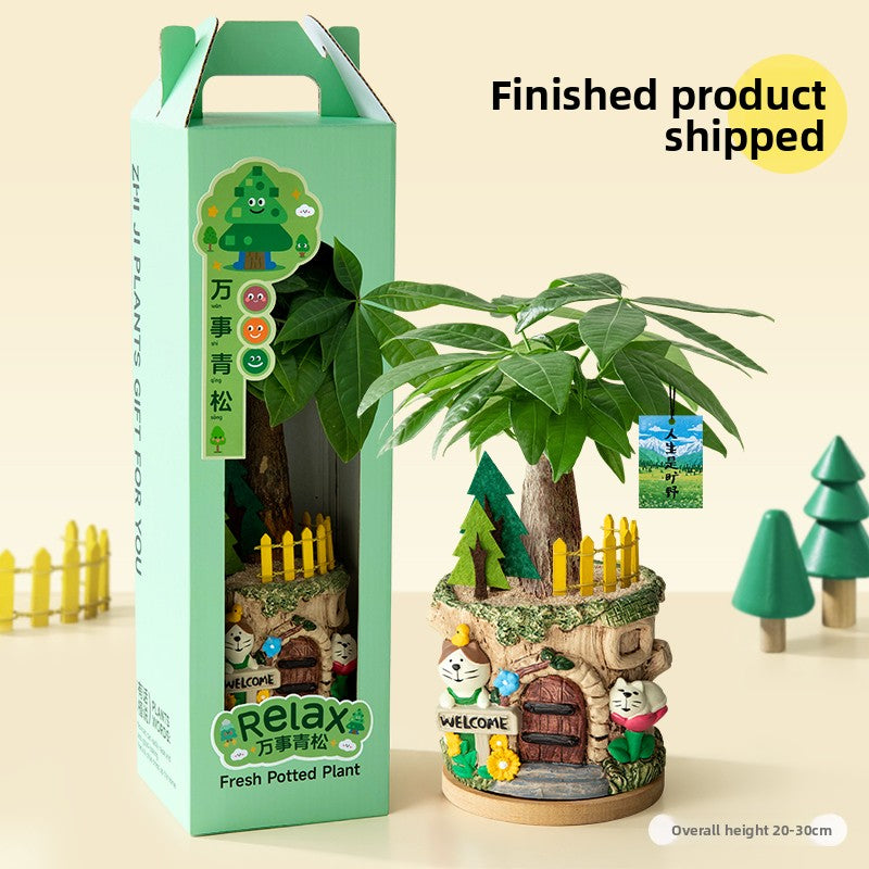 Decorative Potted Money Tree Plant