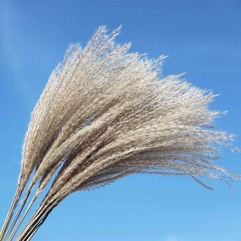Decorative props for dried flower reeds and large reed bouquets