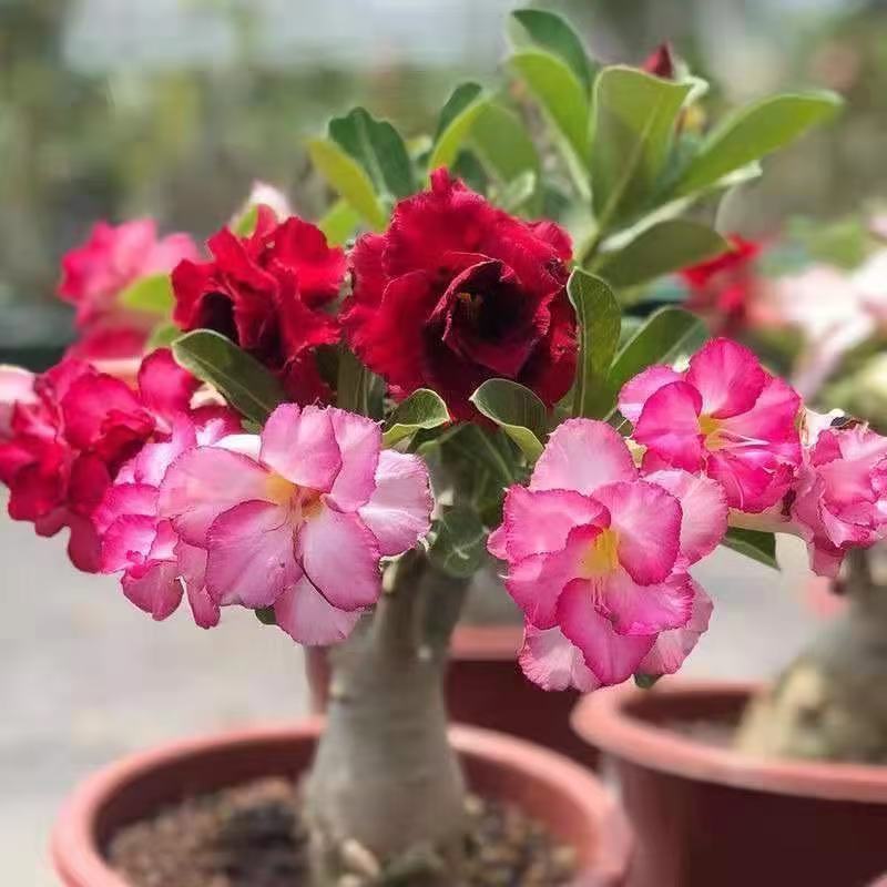 Desert Rose Potted Plant Indoor Succulent Double Petal Flowers