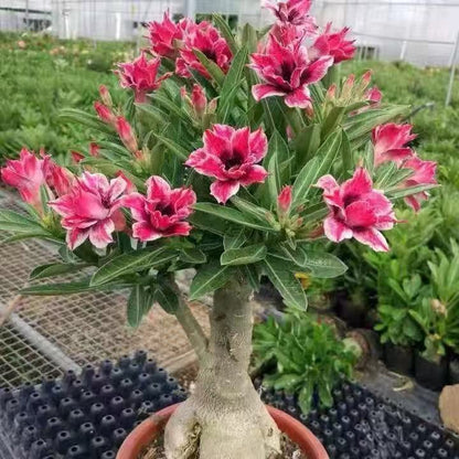 Desert Rose Potted Plant Indoor Succulent Double Petal Flowers