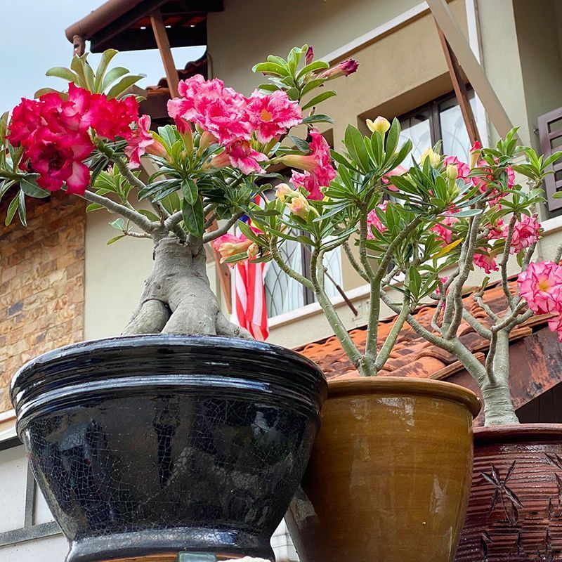 Desert Rose Potted Plant Indoor Succulent Double Petal Flowers