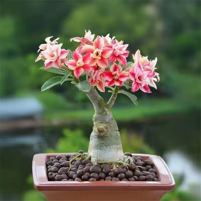 Desert Rose Potted Plant Indoor Succulent Double Petal Flowers