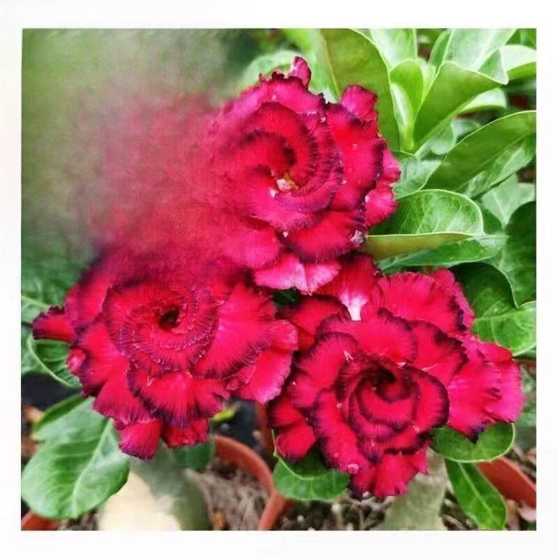 Desert Rose Potted Plant Indoor Succulent Double Petal Flowers