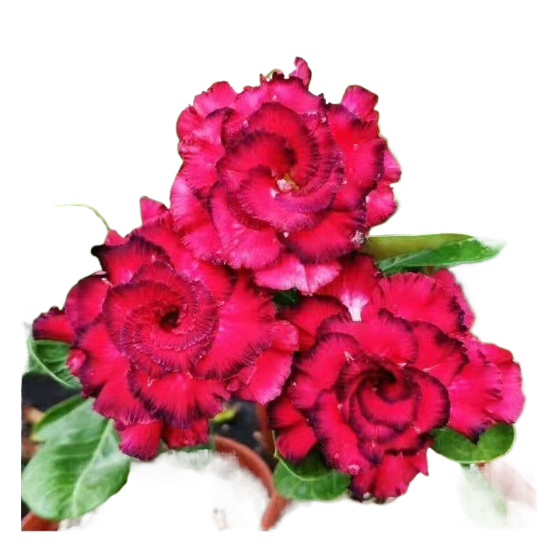 Desert Rose Potted Plant Indoor Succulent Double Petal Flowers