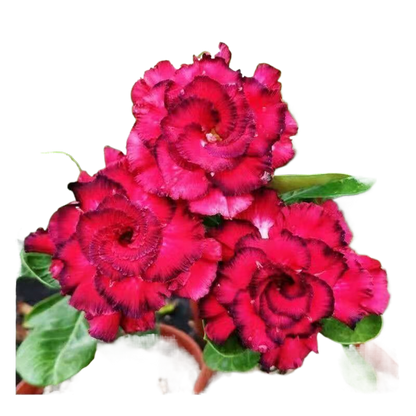 Desert Rose Potted Plant Indoor Succulent Double Petal Flowers