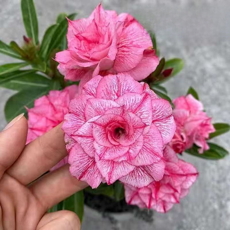 Desert Rose Potted Plant Indoor Succulent Double Petal Flowers