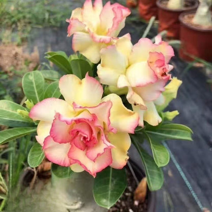 Desert Rose Potted Plant Indoor Succulent Double Petal Flowers