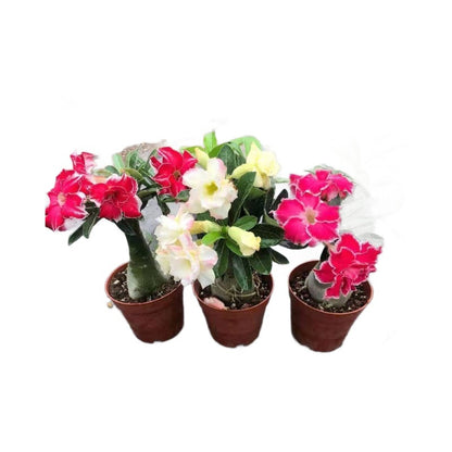 Desert Rose Potted Plant Indoor Succulent Double Petal Flowers