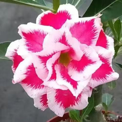 Desert Rose Potted Plant Indoor Succulent Double Petal Flowers