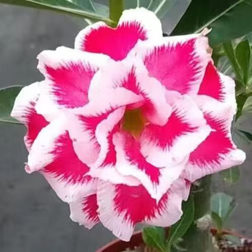 Desert Rose Potted Plant Indoor Succulent Double Petal Flowers