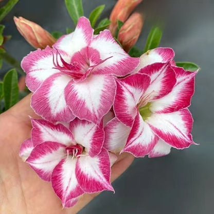 Desert Rose Potted Plant Indoor Succulent Double Petal Flowers