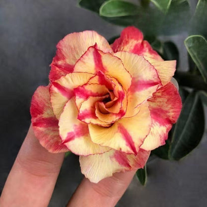 Desert Rose Potted Plant Indoor Succulent Double Petal Flowers