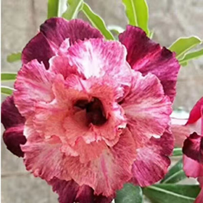 Desert Rose Potted Plant Indoor Succulent Double Petal Flowers