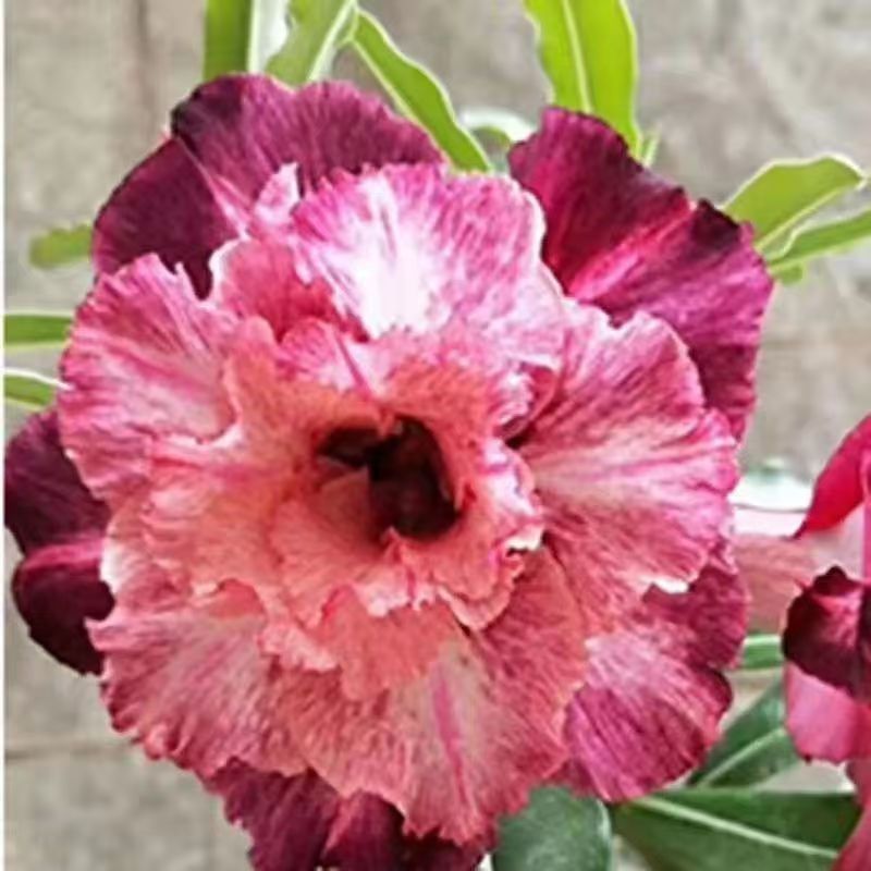 Desert Rose Potted Plant Indoor Succulent Double Petal Flowers