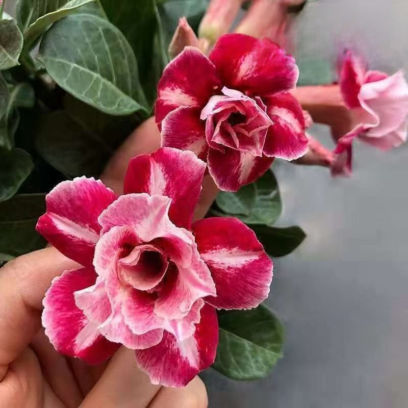 Desert Rose Potted Plant Indoor Succulent Double Petal Flowers