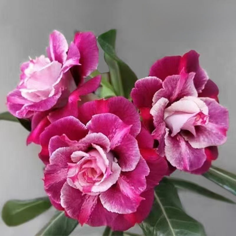 Desert Rose Potted Plant Indoor Succulent Double Petal Flowers