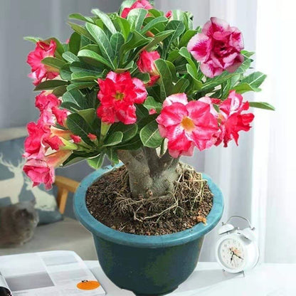 Desert Rose Potted Plant Indoor Succulent Double Petal Flowers