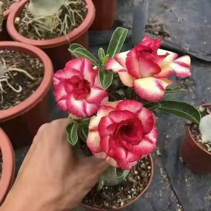 Desert Rose Potted Plant Indoor Succulent Double Petal Flowers