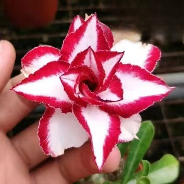 Desert Rose Potted Plant Indoor Succulent Double Petal Flowers