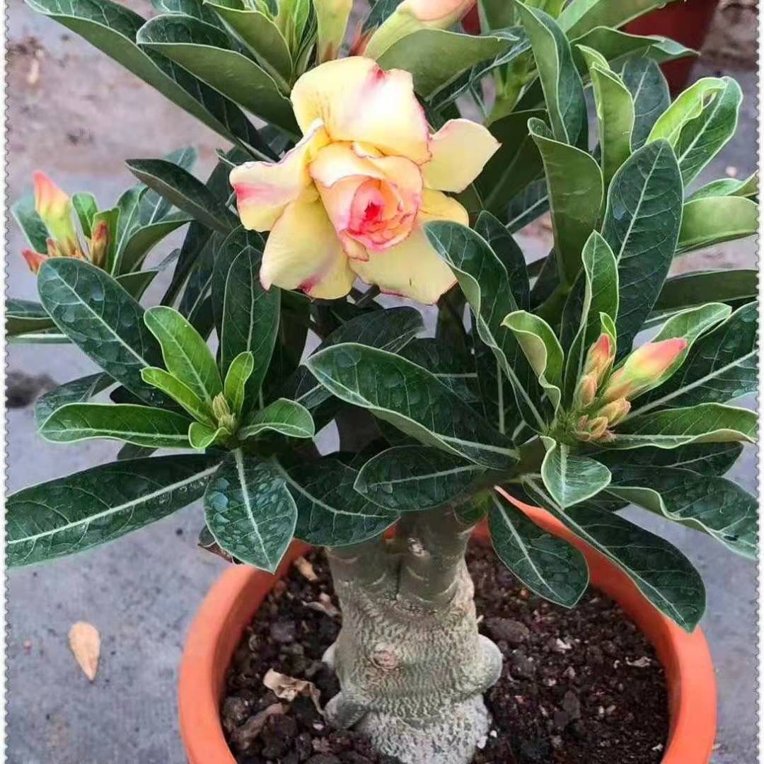 Desert Rose Potted Plant Indoor Succulent Double Petal Flowers