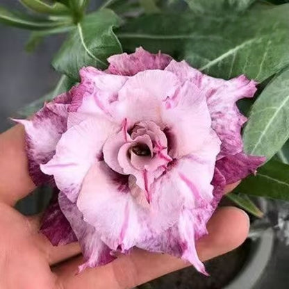 Desert Rose Potted Plant Indoor Succulent Double Petal Flowers
