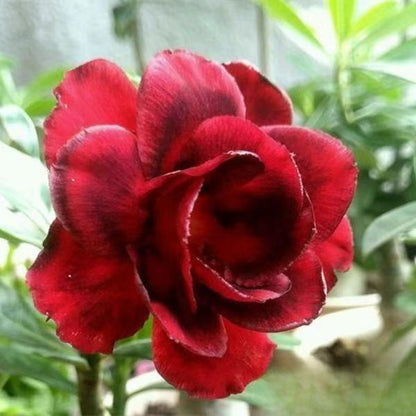 Desert Rose Potted Plant Indoor Succulent Double Petal Flowers